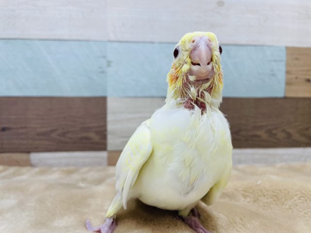 オカメインコ