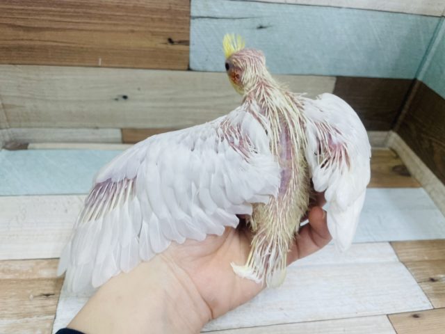 オカメインコ