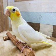 赤いほっぺが特徴のオカメインコルチノー♪