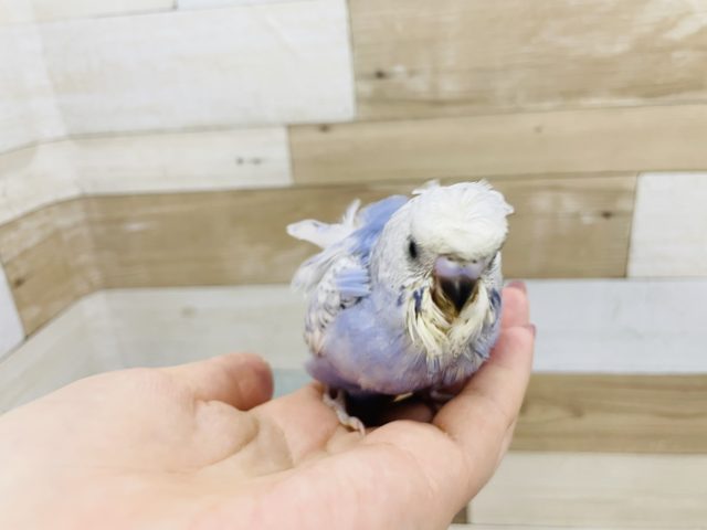 羽衣セキセイインコ