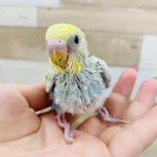 綺麗だよ✨セキセイインコヒナ(パステルレインボースパングル)