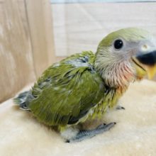 コザクラインコ 小桜インコ の販売一覧 東京からもほど近い 千葉県 神奈川県 埼玉県のペットショップ