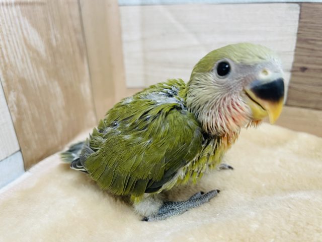 抹茶カラーの可愛いヒナさん☆コザクラインコのオリーブカラー！