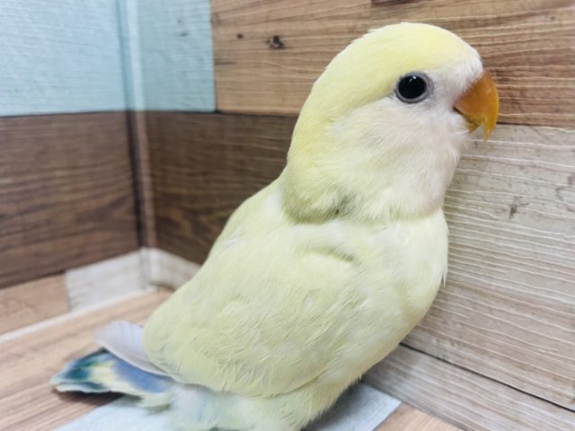 最新画像載っています！可愛さ無限大！ハートをわしづかみ♡ コザクラインコ シナモン