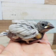 くぎづけ！！ シルバー文鳥さん！