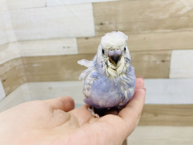 羽衣セキセイインコ