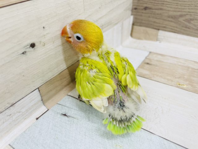 ヤマブキボタンインコ