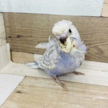 羽衣セキセイインコ の販売一覧 東京からもほど近い 千葉県 神奈川県 埼玉県のペットショップ