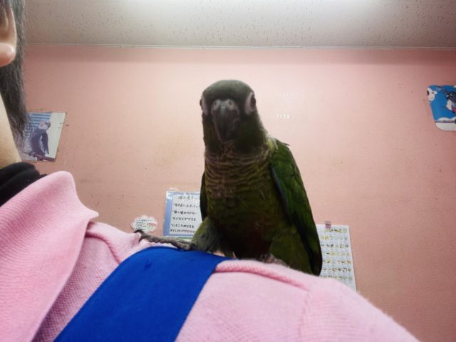 ホオミドリウロコインコ