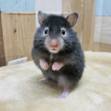 ハムスターさんの販売情報 千葉県 神奈川県 埼玉県のペットショップ