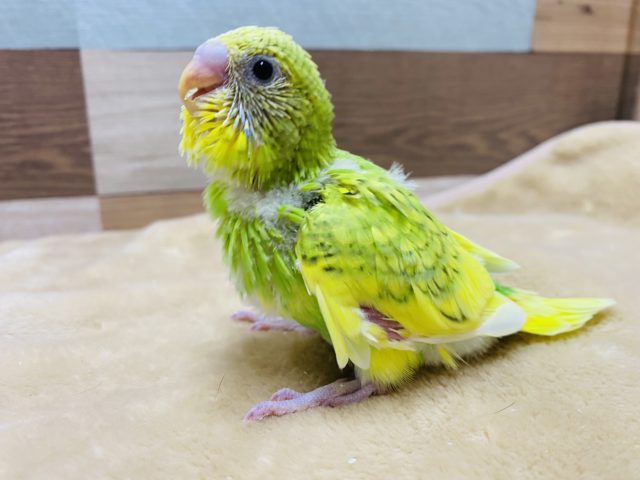 セキセイインコ