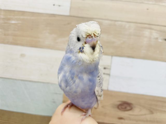 羽衣セキセイインコ