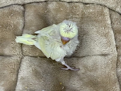 羽衣セキセイインコ