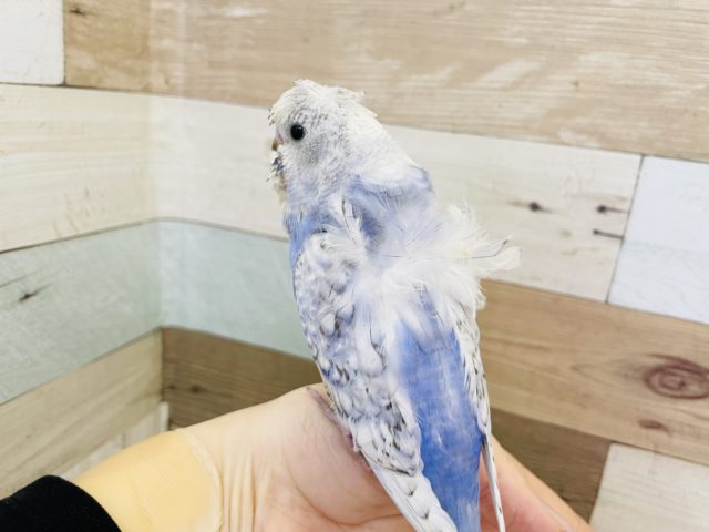 羽衣セキセイインコ