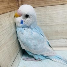 ほっぺのブルーがチャームポイント！ セキセイインコ スパングル