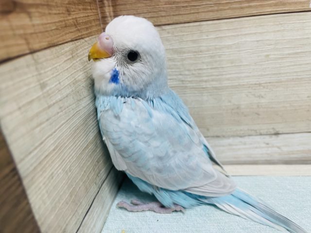 ほっぺのブルーがチャームポイント！ セキセイインコ スパングル