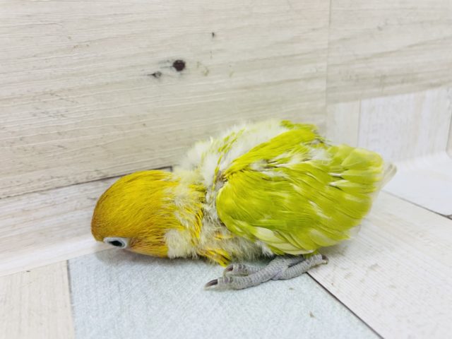 ヤマブキボタンインコ