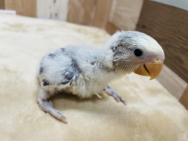 コザクラインコ（小桜インコ）