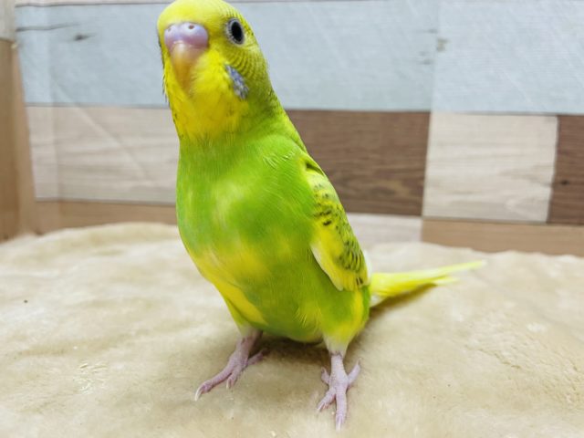 セキセイインコ