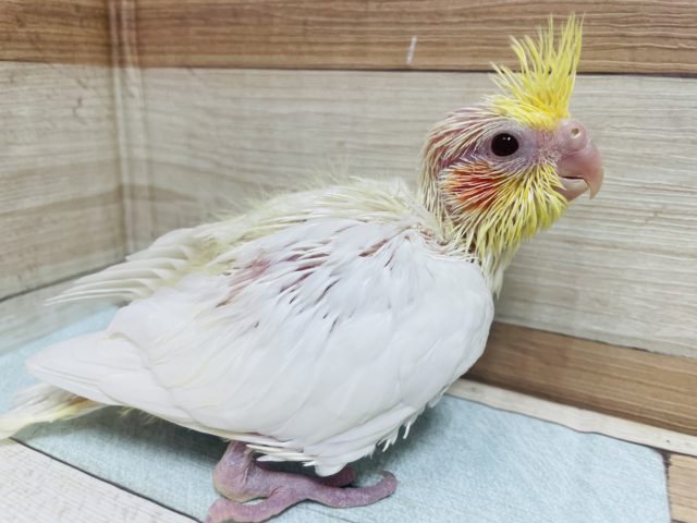 オカメインコ