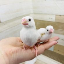 超ホヤホヤ最新画像★ご飯だぁ〜！と飛んでくる♪白文鳥ヒナ！
