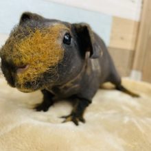 最新画像有り☆お顔の左半分に模様有り！スキニーギニアピッグの男の子！