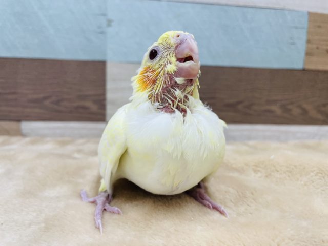 オカメインコ