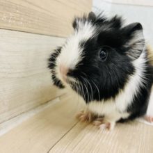 そろりそろりと……アビシニアンモルモットくん！