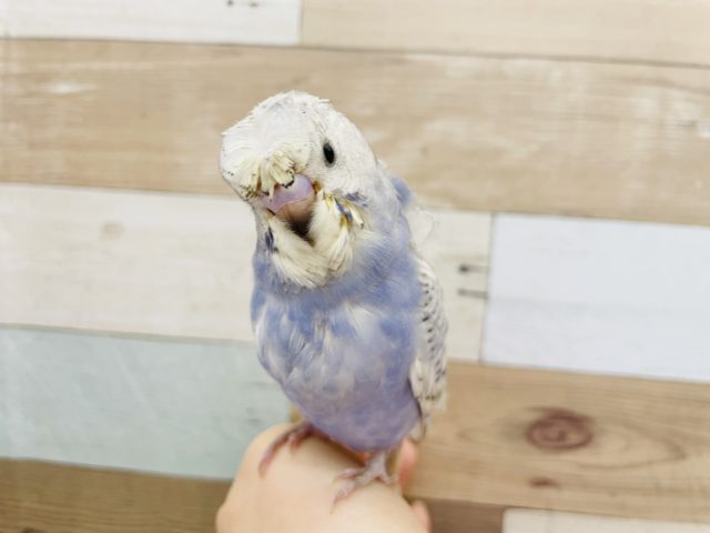 羽衣セキセイインコ