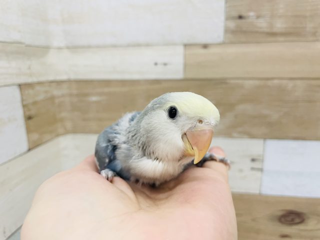 超ホヤホヤ最新画像！首がビヨ〜〜ン✨コザクラインコヒナ(ブルーチェリーオパーリンパイド)