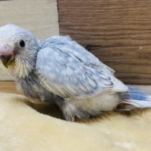 落ち着いたカラーです！セキセイインコスパングルやって来ました♪