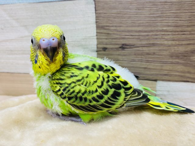 定番人気カラーのセキセイインコ！オパーリンやって来ました〜