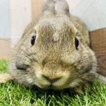 最新画像有り☆まるまる可愛い女の子☆ネザーランドドワーフのチェスナットカラー！