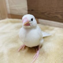 手乗りできます☆白文鳥のヒナ！