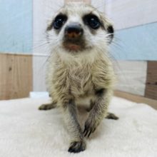 まん丸の可愛いお顔です☆ミーアキャット！