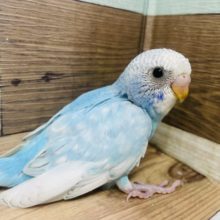 水色×白の無敵カラー！ セキセイインコ スパングル