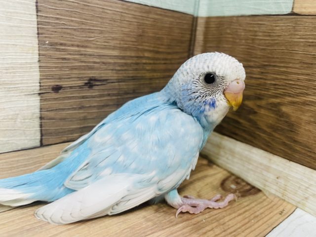 水色 白の無敵カラー セキセイインコ スパングル 東京からもほど近い 千葉県 神奈川県 埼玉県でセキセイインコ を販売するペットショップ