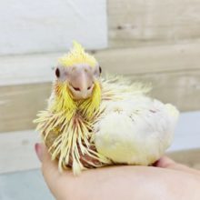 人気のオカメインコヒナ(ルチノー)が来ました✨