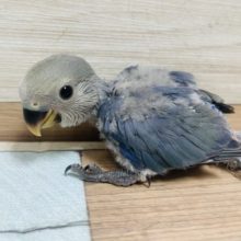 コザクラインコ 小桜インコ の販売一覧 東京からもほど近い 千葉県 神奈川県 埼玉県のペットショップ