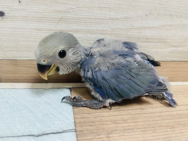 おメメキラキラ〜♡ コザクラインコ バイオレット