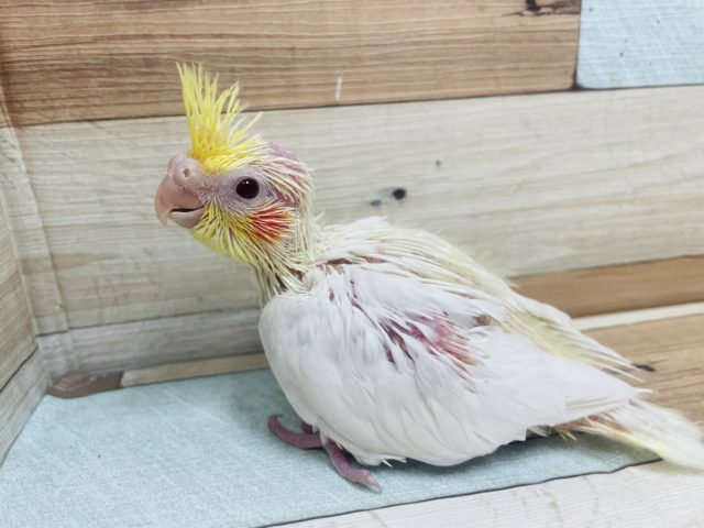 オカメインコ