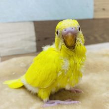 眩しいぐらいのイエローカラー☆セキセイインコルチノー