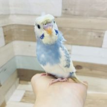 羽衣セキセイインコ の販売一覧 東京からもほど近い 千葉県 神奈川県 埼玉県のペットショップ