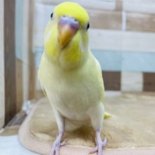 最新画像有り☆優しい色合いのクリームセキセイインコやってきました♪