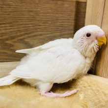 真っ白で上品！セキセイインコアルビノやってきました〜