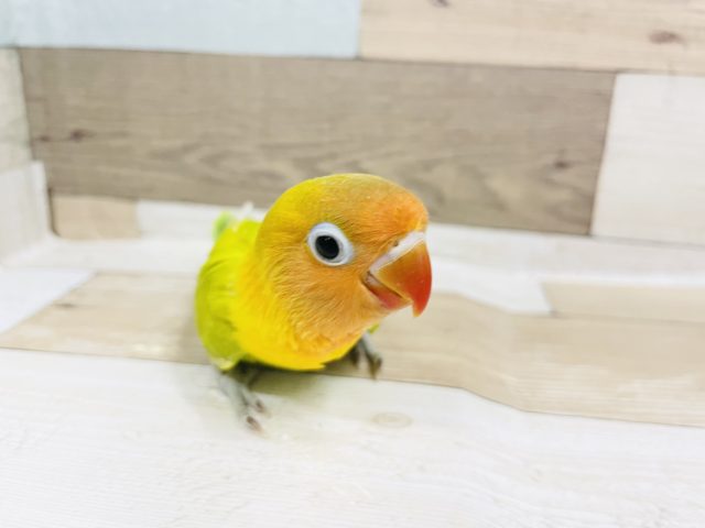 ヤマブキボタンインコ