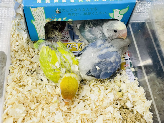 ヤマブキボタンインコ