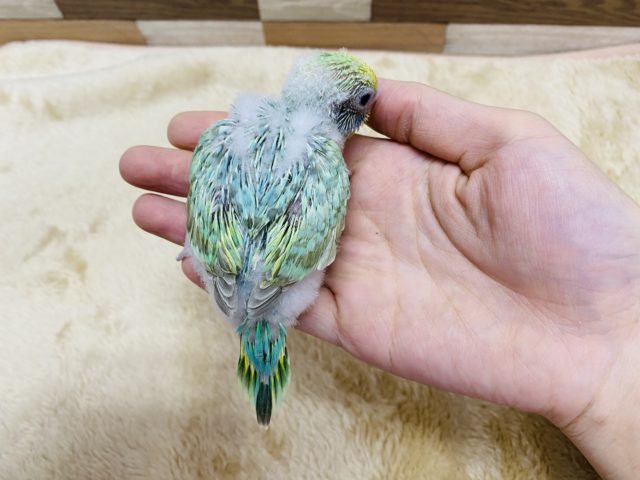 セキセイインコ