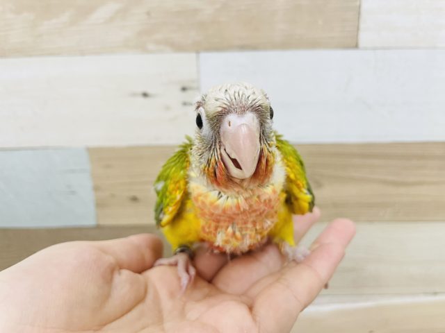 ホオミドリウロコインコ