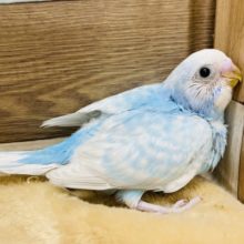 水色×白の爽やかカラーのセキセイインコ☆スパングル